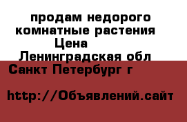 продам недорого комнатные растения › Цена ­ 150 - Ленинградская обл., Санкт-Петербург г.  »    